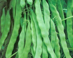Pianta di Fagiolo Rampicante Piatto Musica (Solo Seme alta germinabilità)