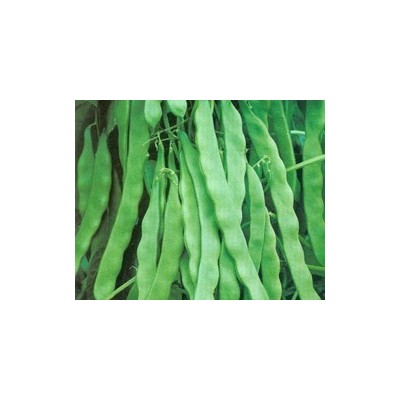 Pianta di Fagiolo Rampicante Piatto Musica (Solo Seme alta germinabilità)