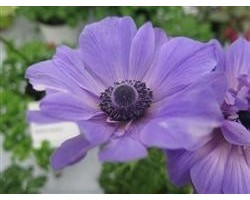 Pianta di Anemone mix (vaso 14 cm)