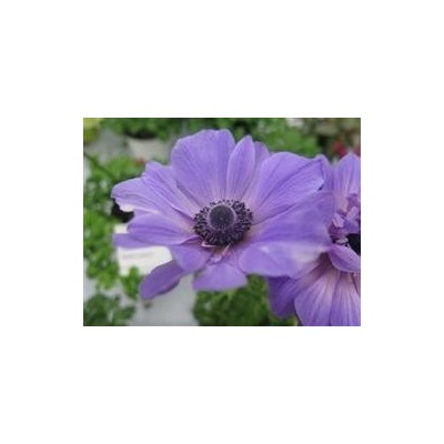 Pianta di Anemone mix (vaso 14 cm)