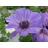 Pianta di Anemone mix (vaso 14 cm)