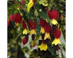 Pianta di Abutilon Megapotamicum Variegatum