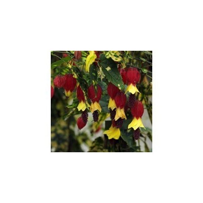 Pianta di Abutilon Megapotamicum Variegatum