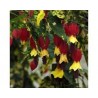 Pianta di Abutilon Megapotamicum Variegatum