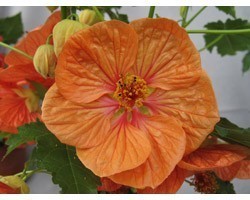 Pianta di Abutilon Bella mix (vaso 14 cm)