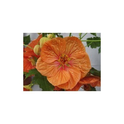 Pianta di Abutilon Bella mix (vaso 14 cm)