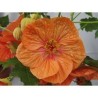 Pianta di Abutilon Bella mix (vaso 14 cm)