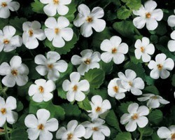 Pianta di Bacopa Bahia White (Vaso 14 cm)