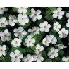 Pianta di Bacopa Bahia White (Vaso 14 cm)
