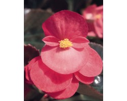 Pianta di Begonia Big Pink bronze leaf  (vaso 14 cm)