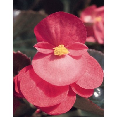 Pianta di Begonia Big Pink bronze leaf  (vaso 14 cm)