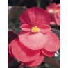 Pianta di Begonia Big Pink bronze leaf  (vaso 14 cm)