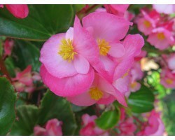 Pianta di Begonia Big green leaf (vaso 14 cm)