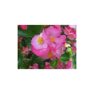 Pianta di Begonia Big green leaf (vaso 14 cm)