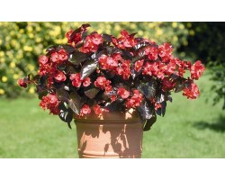 Pianta di Begonia Big Red Bronze Leaf (Vaso 14 cm)