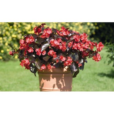 Pianta di Begonia Big Red Bronze Leaf (Vaso 14 cm)
