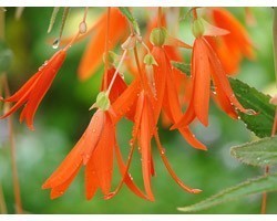 Pianta di Begonia Bonfire