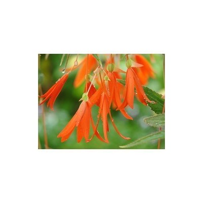 Pianta di Begonia Bonfire