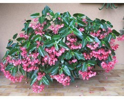 Pianta di Begonia Dragon Wing Pink (Vaso 14 cm)
