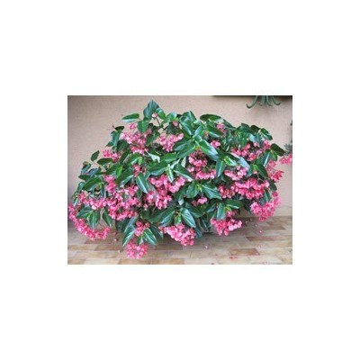 Pianta di Begonia Dragon Wing Pink (Vaso 14 cm)
