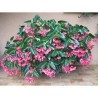 Pianta di Begonia Dragon Wing Pink (Vaso 14 cm)