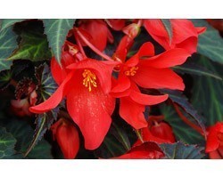 Pianta di Begonia Summer Wing Dark Elegance