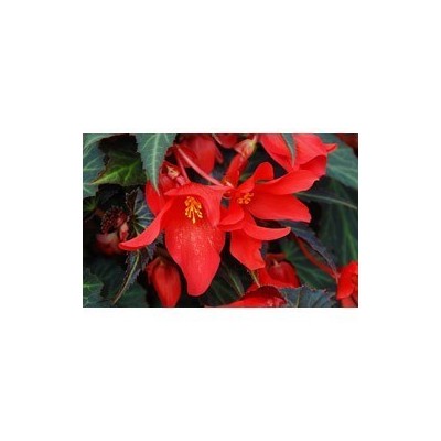 Pianta di Begonia Summer Wing Dark Elegance