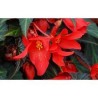 Pianta di Begonia Summer Wing Dark Elegance