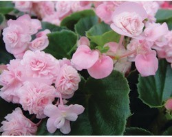 Pianta di Begonia Paso Doble Pink (Vaso 14 cm)
