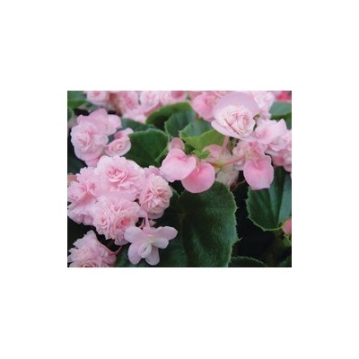 Pianta di Begonia Paso Doble Pink (Vaso 14 cm)