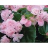 Pianta di Begonia Paso Doble Pink (Vaso 14 cm)