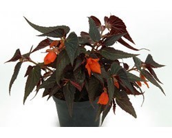 Pianta di Begonia Summerwing Ebony & Orange ( vaso 14 cm)