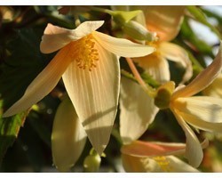 Pianta di Begonia Summerwing Vanilla (vaso 14 cm)