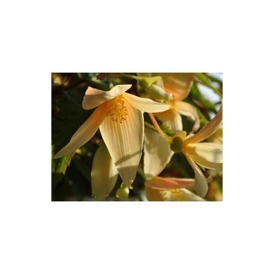 Pianta di Begonia Summerwing Vanilla (vaso 14 cm)