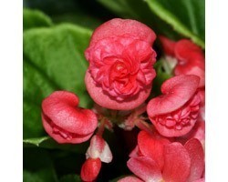Pianta di Begonia Paso Doble red (vaso 14 cm)