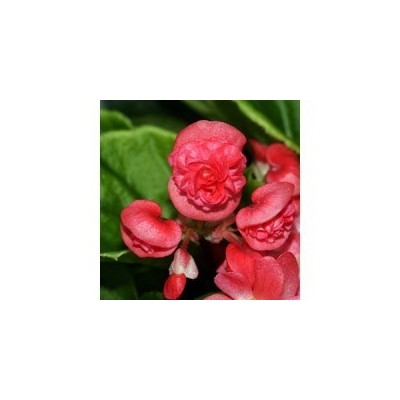 Pianta di Begonia Paso Doble red (vaso 14 cm)