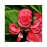 Pianta di Begonia Paso Doble red (vaso 14 cm)