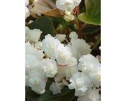 Pianta di Begonia Paso Doble  White (Vaso 14 cm)