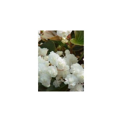 Pianta di Begonia Paso Doble  White (Vaso 14 cm)