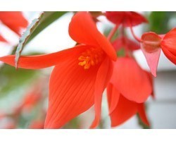 Pianta di Begonia Summerwing Orange (vaso 14 cm)