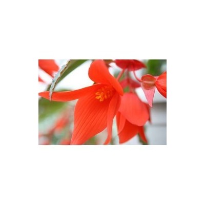 Pianta di Begonia Summerwing Orange (vaso 14 cm)