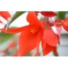 Pianta di Begonia Summerwing Orange (vaso 14 cm)