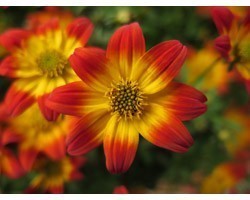 Pianta di Bidens Bee Dance Painted Red (vaso 14 cm)