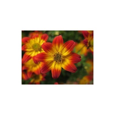 Pianta di Bidens Bee Dance Painted Red (vaso 14 cm)