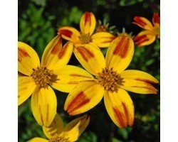 Pianta di Bidens Bee Dance Painted Yellow