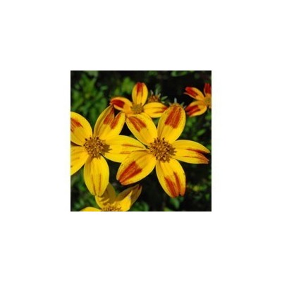 Pianta di Bidens Bee Dance Painted Yellow