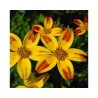 Pianta di Bidens Bee Dance Painted Yellow