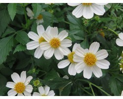 Pianta di Bidens Pirates Pearl (Vaso 14 cm)