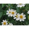 Pianta di Bidens Pirates Pearl (Vaso 14 cm)