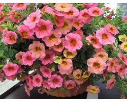 Pianta di Calibrachoa Chameleon Cerry Banana (Vaso 14 cm)